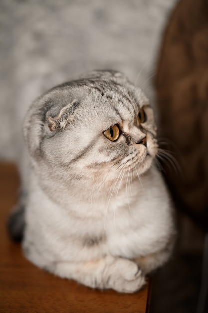 Um belo gato cinza grande dobra escocesa ou dobra escocesa. gato brincalhão de estimação