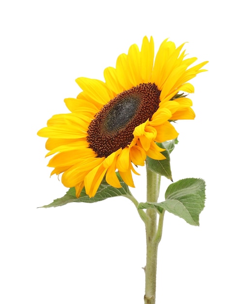 Um belo girassol com pétalas brilhantes isoladas em branco