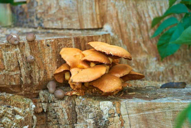 Um belo grupo de cogumelos na floresta Grande grupo de cogumelos selvagens de madeira laranja brilhante Xeromphalina Campanella crescendo em madeira de pinheiro na antiga floresta siberiana Cogumelos em um tronco