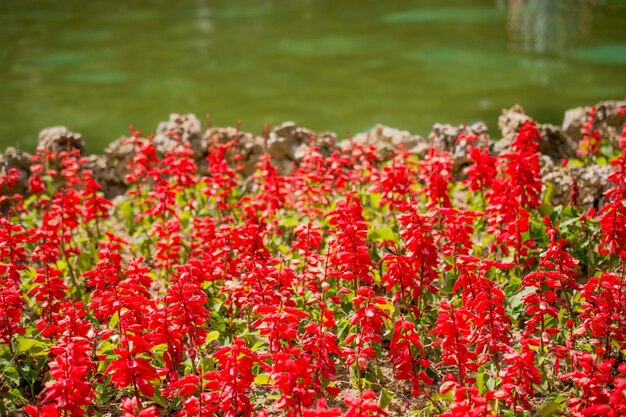 Foto um belo jardim de flores coloridas com várias flores