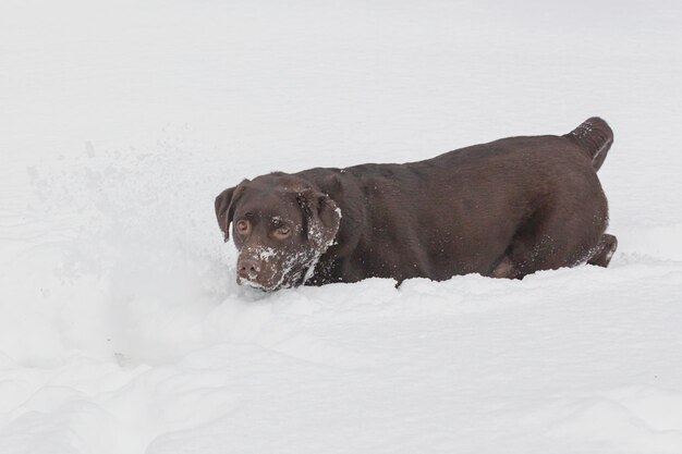 Um belo Labrador de chocolate caminha por um parque coberto de neve