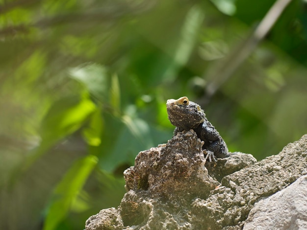 Um belo lagarto na natureza