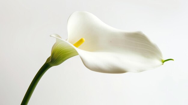 Foto um belo lírio calla branco isolado em um fundo branco a flor está em plena floração e tem um estame amarelo brilhante