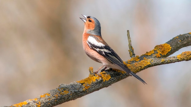 Um belo macho canta num galho na primavera.