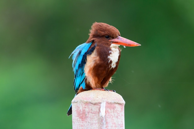 Um belo martim-pescador de peito branco empoleirado no jardim no inverno ventoso