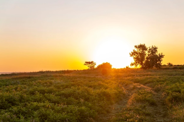 Um belo nascer dourado num campo com grama verde e árvores um cenário deslumbrante e tranquilidade