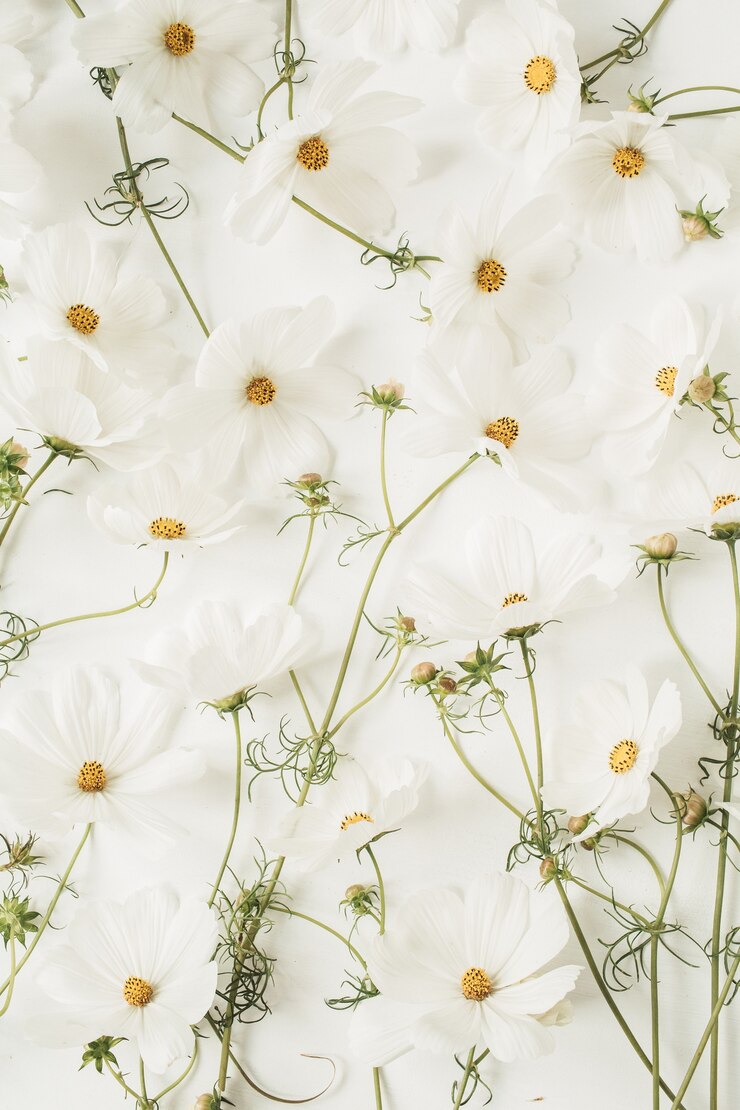 Um belo padrão com camomila branca, flores de margaridas. Textura floral ou impressão. Feriado, casamento, aniversário, conceito de aniversário