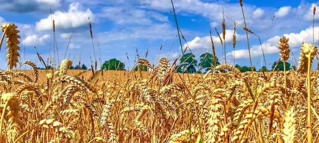 Um belo panorama de culturas agrícolas e campos de trigo em um dia ensolarado de verão