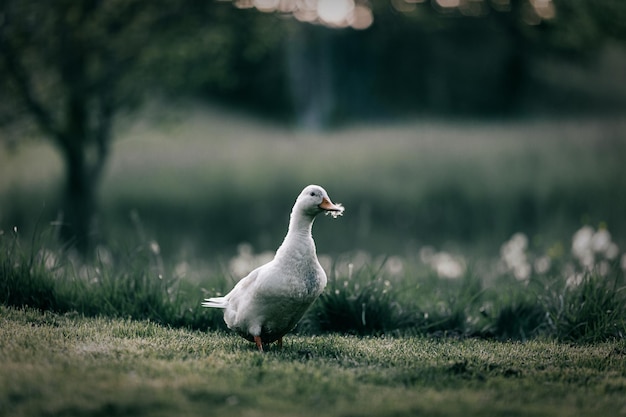 Um belo pato a andar na relva ao ar livre