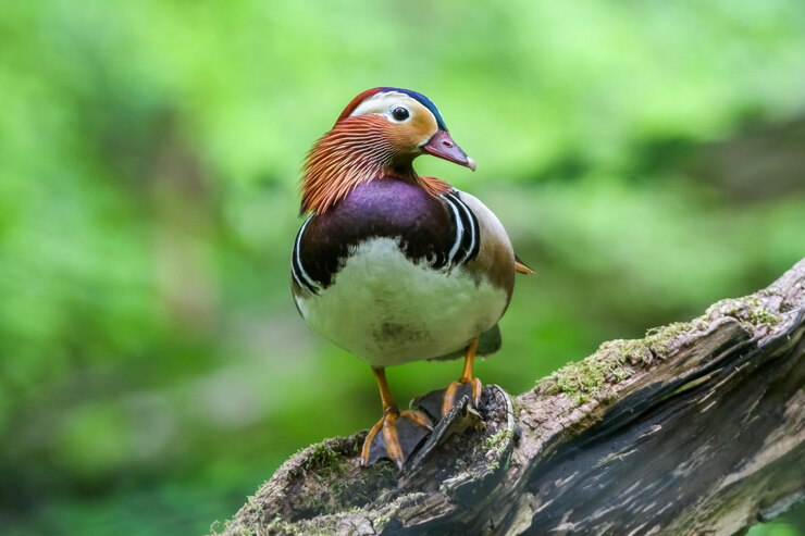 Foto um belo pato mandarim (aix galericulata) descansando ao ar livre no fundo desfocado