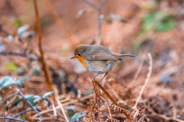 Um belo pisco de peito vermelho no Monte Jaizkibel, perto de Fuenterrabia. país Basco