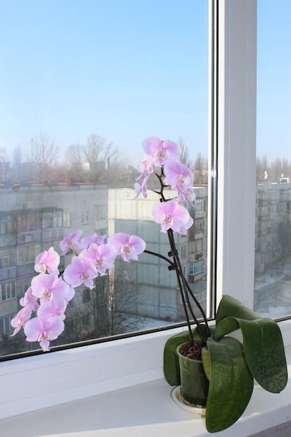 Um belo ramo de uma orquídea em flor na janela.