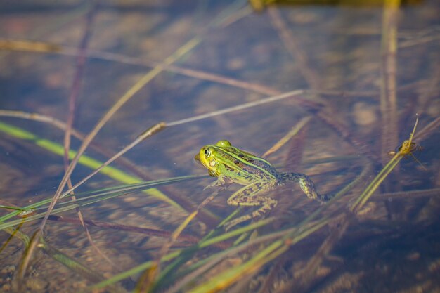 Foto um belo sapo de água verde comum desfrutando de banhos de sol em um habitat natural no lago da floresta