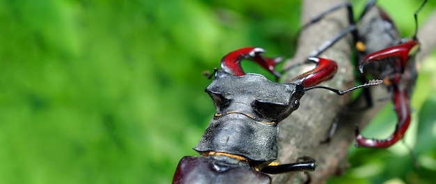 Um besouro com uma cabeça vermelha e um olho preto.