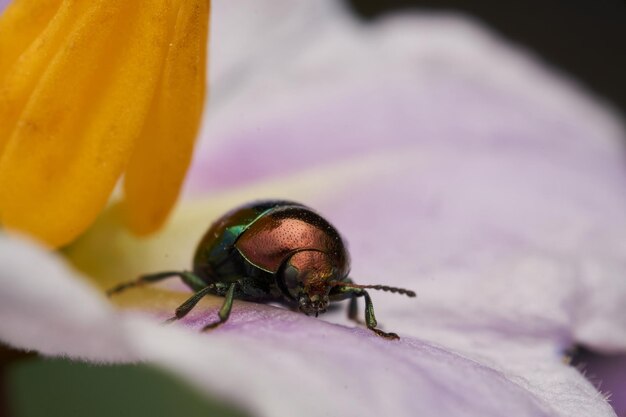 Um besouro metálico de pé em uma flor púrpura Chrysomelidae