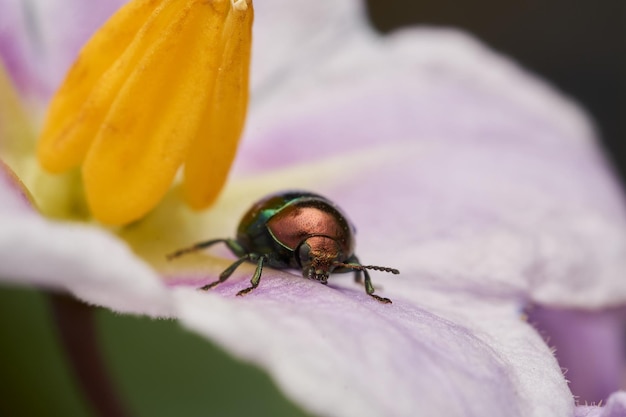 Um besouro metálico de pé em uma flor púrpura de Chrysomelidae