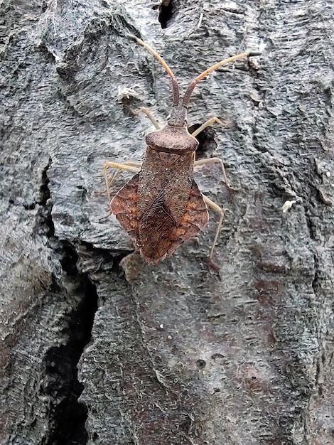Um besouro rasteja na casca de uma árvore fechada