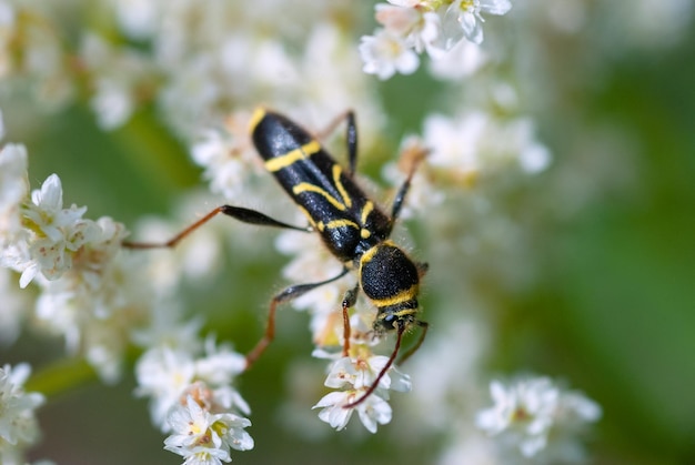 Um besouro vespa Clytus arietis visto em um umbelífero em junho