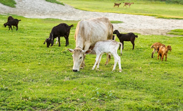 Foto um bezerro branco e marrom de um dia bebendo do úbere da vaca lá fora no campo