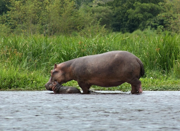 Um bezerro de hipopótamo e uma vaca em Uganda