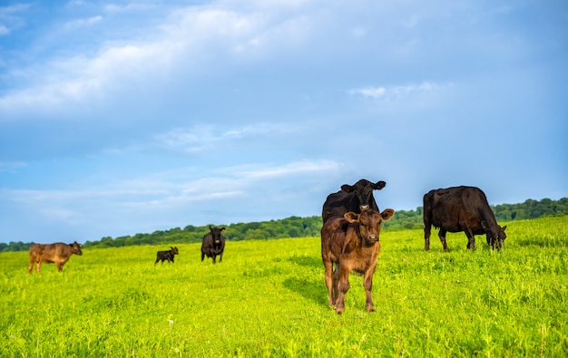 Um bezerro de vaca pasta em um prado