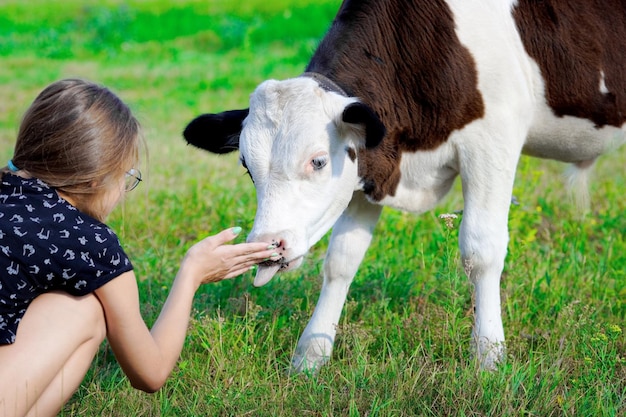 Um bezerro lambe a mão da menina amizade entre um animal e uma criança