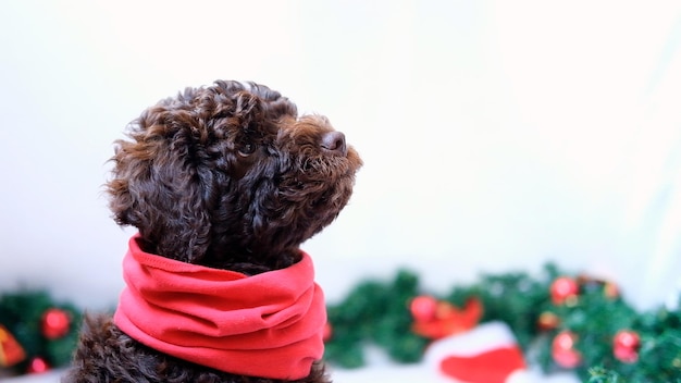 Um bonito e engraçado lagotto de Natal romagnolo retrato em closeup cachorrinho com decoração de Natal