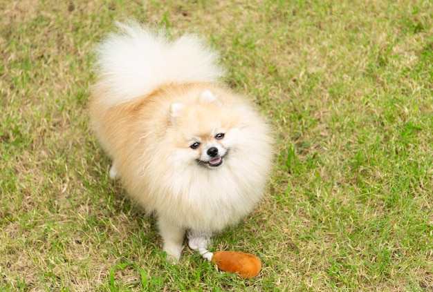 Foto um bonito spitz pomeraniano com um brinquedo.