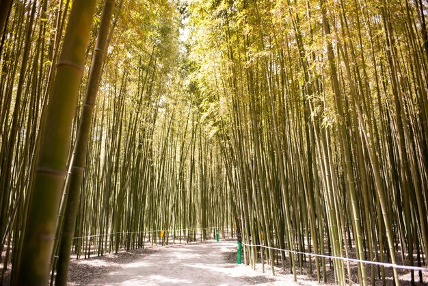Um bosque de bambu à luz do sol