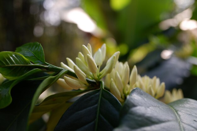 um botão branco de uma flor de árvore de café ligada ao seu ramo no jardim