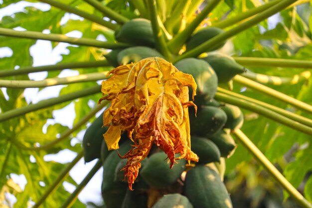 Foto um botão de flor amarelo está crescendo em uma árvore