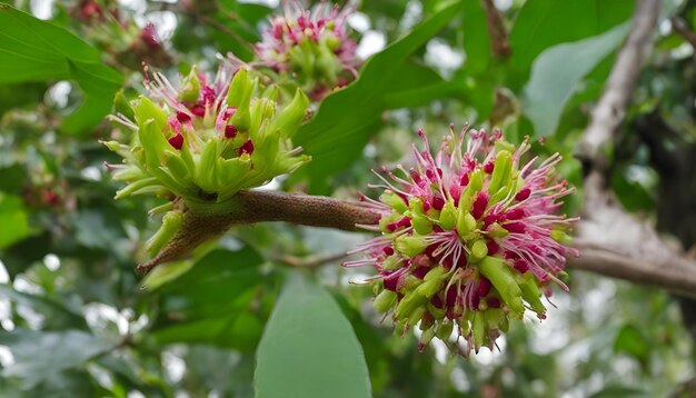 Foto um botão de flor com o botão rosa no meio