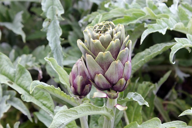 Foto um botão de flor de alcachofra com um fundo verde fora de foco vegetais verdes frescos cultivados em casa