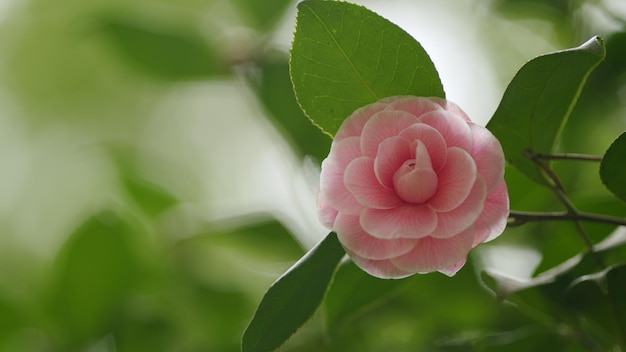 Um botão de flor de camélia floresce em um arbusto de primavera sempre verde. O arbusto de camélia floresce durante o fim da primavera.