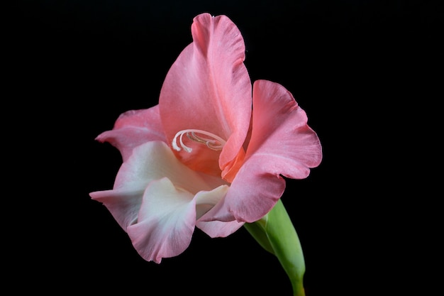 Um botão de flor de gladíolo aveludado é rosa e branco, isolado em um fundo preto. Uma foto minimalista para um pôster.