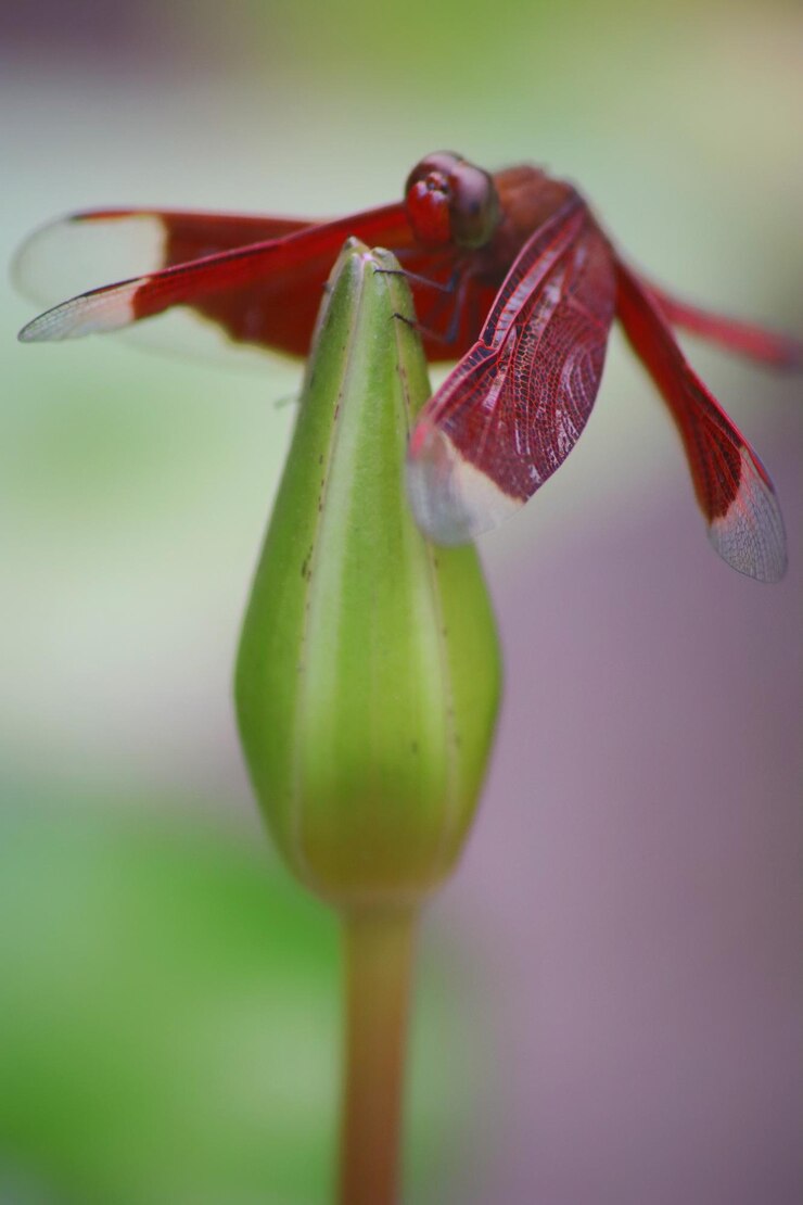 Foto um botão de flor vermelha com uma flor vermelha no centro.