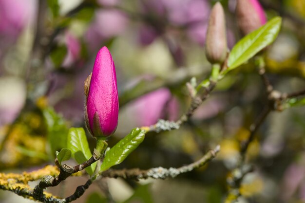 Foto um botão de magnolia rosa em close-up