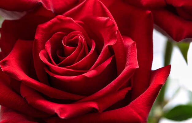 Foto um botão de uma rosa vermelha contra um fundo de vegetação macro close-up