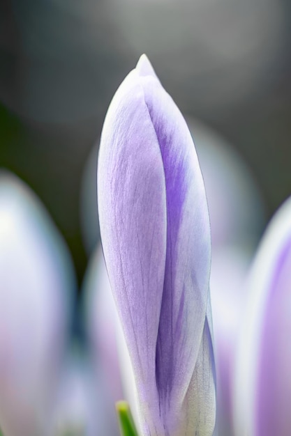 Um botão não aberto de uma flor de primavera Closeup de botão roxo macio