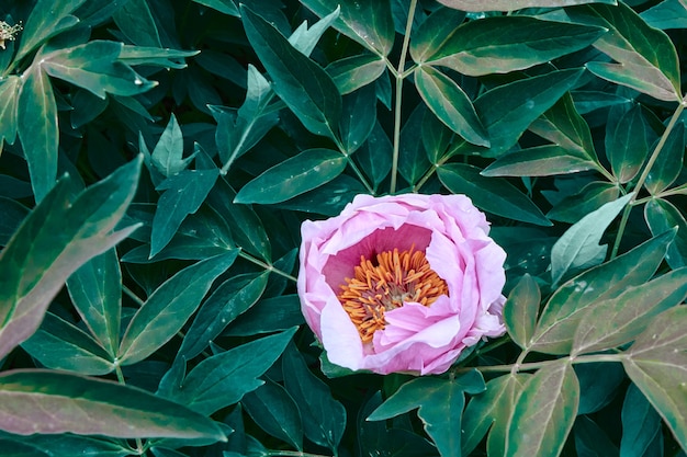 Um botão suave de uma peônia rosa entre as folhas verdes de um arbusto