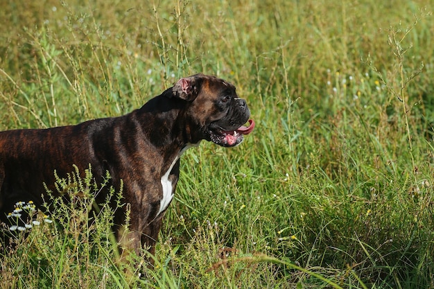 um boxer alemão de raça de cachorro grande em uma caminhada na estação quente