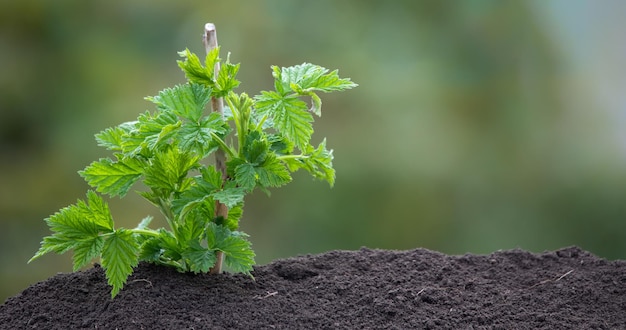 Um broto de framboesa jovem cresce da terra com luz solar Foto em um fundo verde desfocado