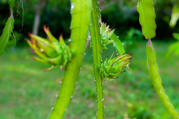 Um broto de fruta do dragão verde pendurado em uma árvore