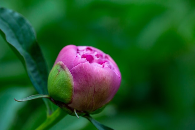 Um broto de peônia rosa em uma foto macro de fundo verde escuro em um dia de verão