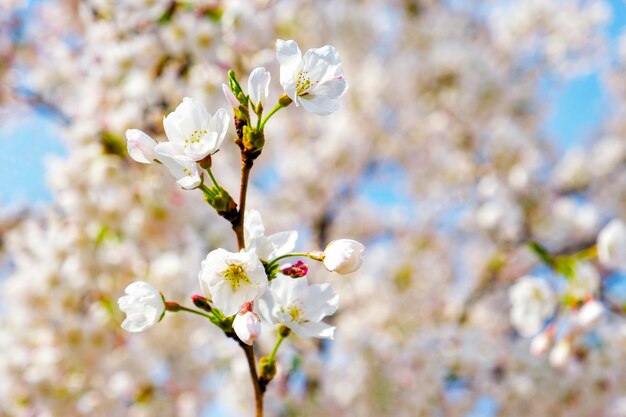 um brunch florescente de uma árvore de ameixa cereja