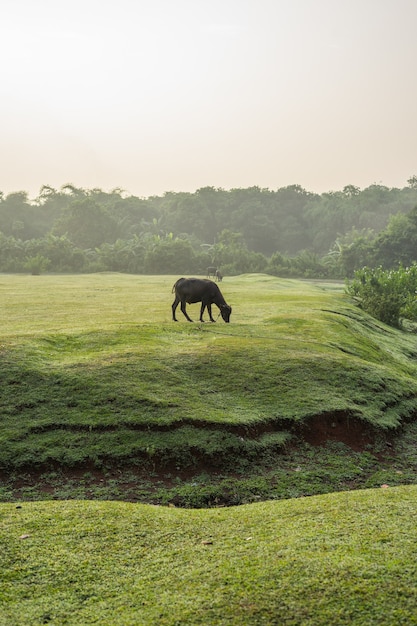 Foto um búfalo em um grande campo pela manhã