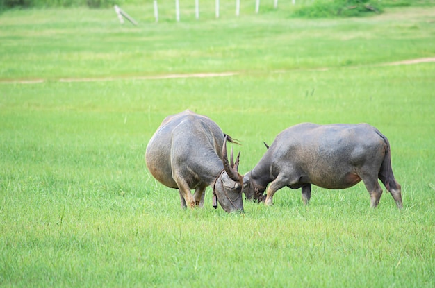 Um búfalo que come a grama em um prado.