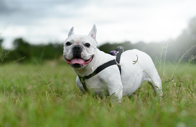 Um buldogue francês branco fica em um gramado ao ar livre, olhando para a câmera.