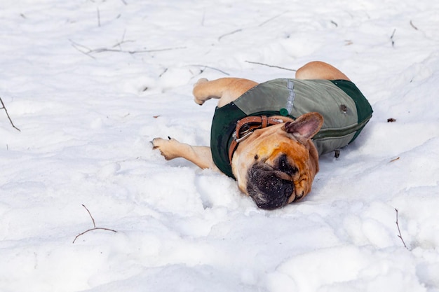 Um buldogue francês brincando na neve