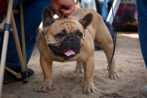 Um buldogue francês em uma exposição de cães. ...